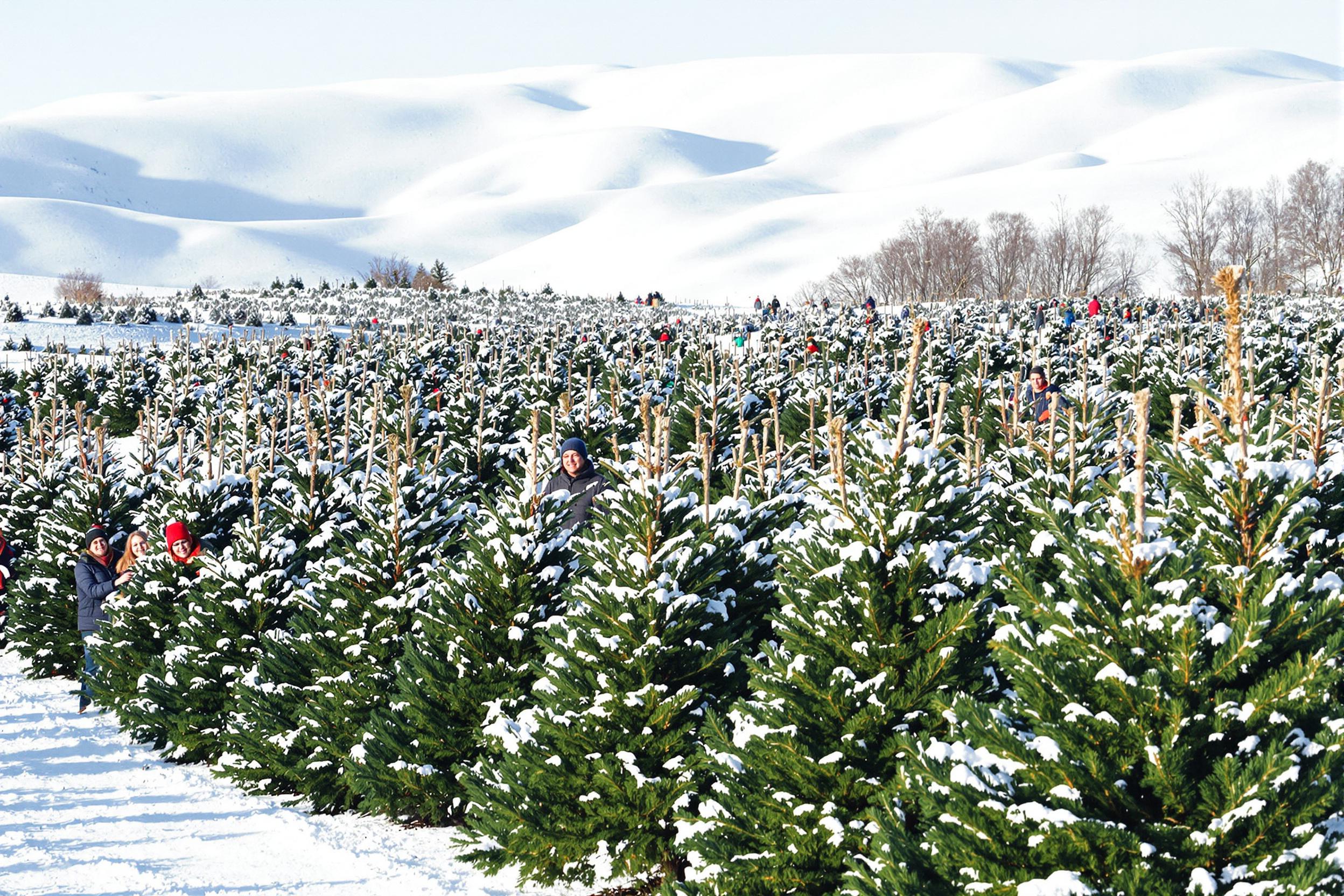 Payer avec des éco-chèques son sapin de Noël ou sa décoration