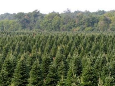 Nordmann Christmas Tree: 7 Things to Know Before You Buy
