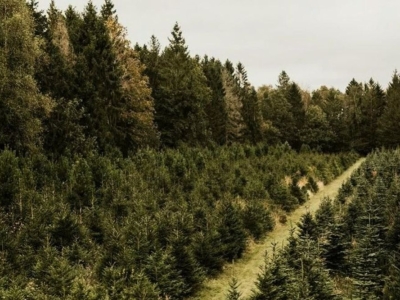 Comment choisir son sapin de Noël naturel en Belgique ?